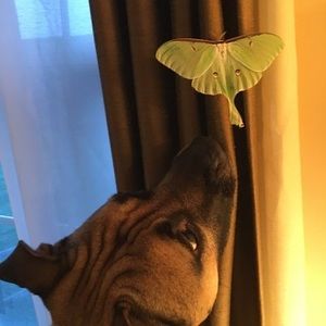 Meet your Posher, Terri